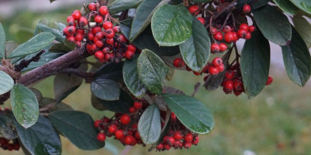 Winterstrauch im Garten des Zinzendorfhauses. Foto: © Zubarik/EAT