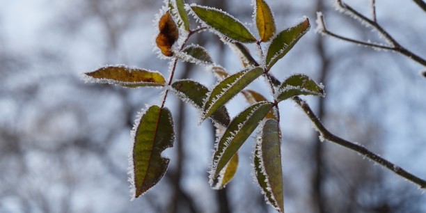 Frostige Winterruhe im Garten des Zinzendorfhauses. Foto: © Zubarik/EAT