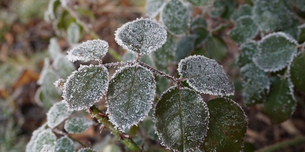 Winterliche Frostkristalle im Zinzendorfgarten. Foto: © Zubarik/EAT