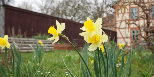 Frühlingsgrüße aus dem Zinzendorfgarten. Foto: © Jakob Funk/EAT