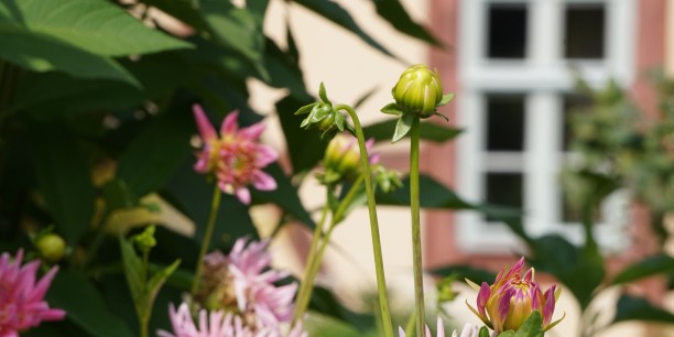Foto: Garten der Evangelischen Tageseinrichtung Zinzendorfhaus, wo die Evangelische Akademie Thüringen ihren Sitz hat. Foto: Annekathrin Härter/ EAT