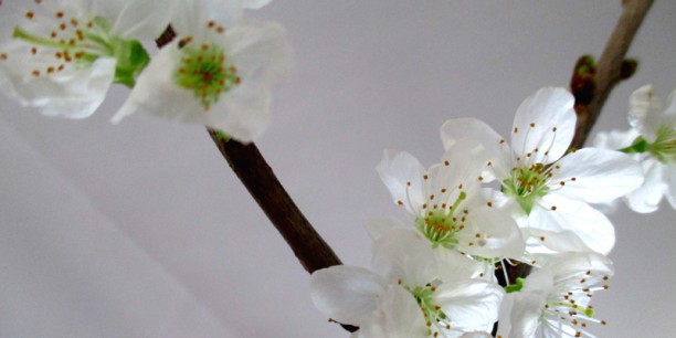 Kirschblüte zu Ostern Foto: © Ulrike Wollenhaupt-Schmidt/ EAT