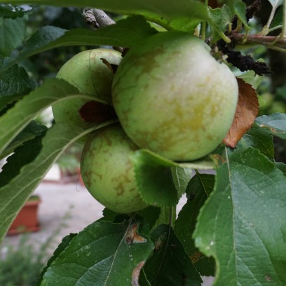 Äpfel aus dem Garten der Akademie, Foto: Ulrike Wollenhaupt-Schmidt EAT