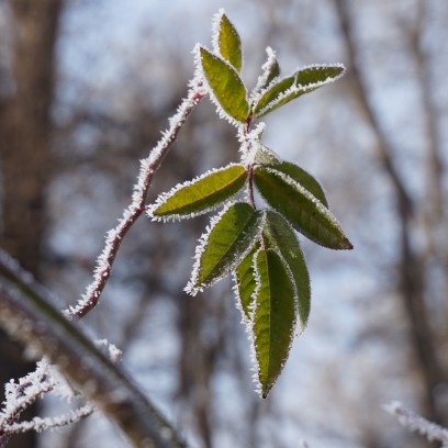 Frostige Blätter im Garten des Zinzendorfhauses. Foto: © Zubarik/EAT