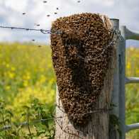 Bienen über Stacheldraht, ©Theo Duijkers, Wikimedia Commons