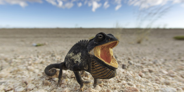 Ist das ein zorniger hungriger Dino oder noch ein verständiges süßes Chamäleon? Drohgebärde in der Namib-Wüste. Foto: Yathin S. Krishnappa (2011), Wikimedia Commons.