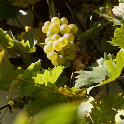 Herbst im Zinzendorfgarten. Foto: (c) Zubarik/EAT