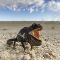 Ist das ein zorniger hungriger Dino oder noch ein verständiges süßes Chamäleon? Drohgebärde in der Namib-Wüste. Foto: Yathin S. Krishnappa (2011), Wikimedia Commons.